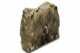 Tall, Petrified Wood Bookends - Sweet Home, Oregon #307942-2